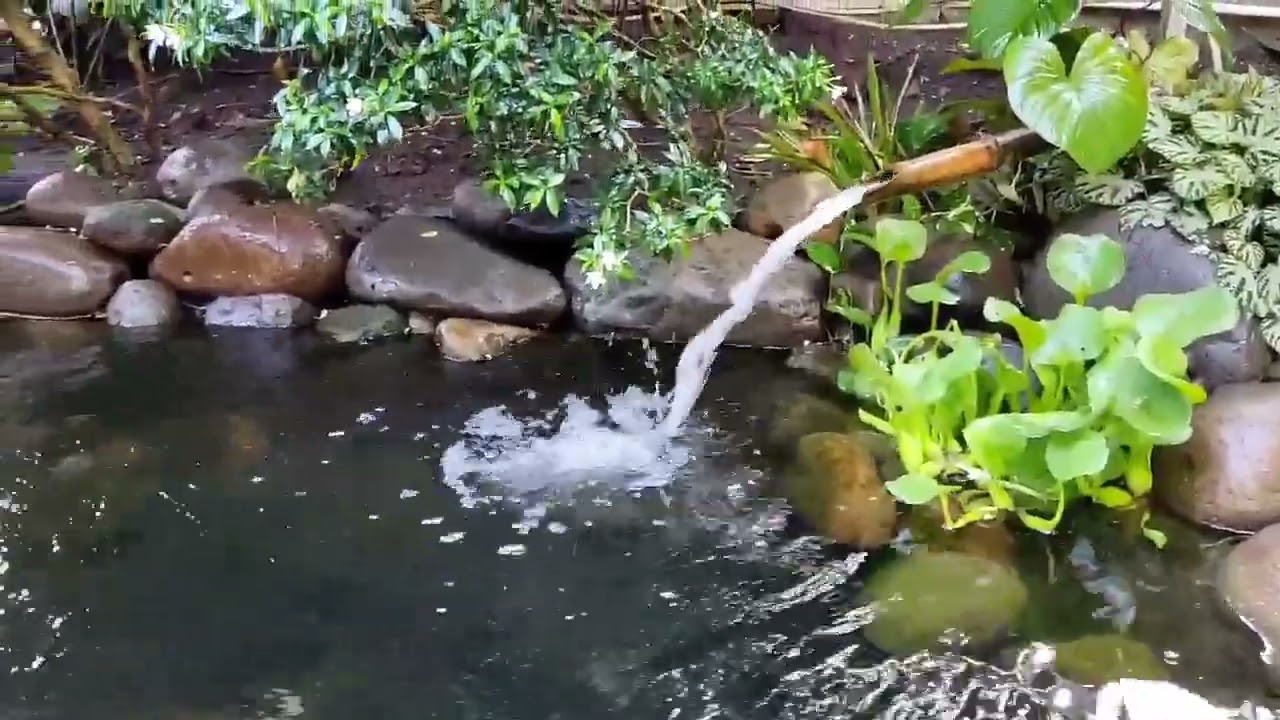 Pesona Kolam Koi Natural Paling Asri