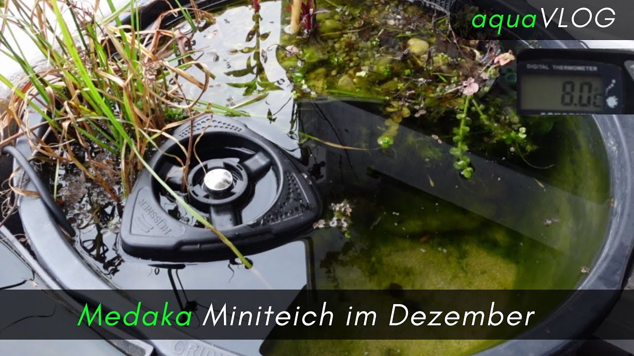 Medaka Mini Teich im Dezember, Becken lackieren und ein paar Kleinigkeiten der Aquaristik #aquaVlog