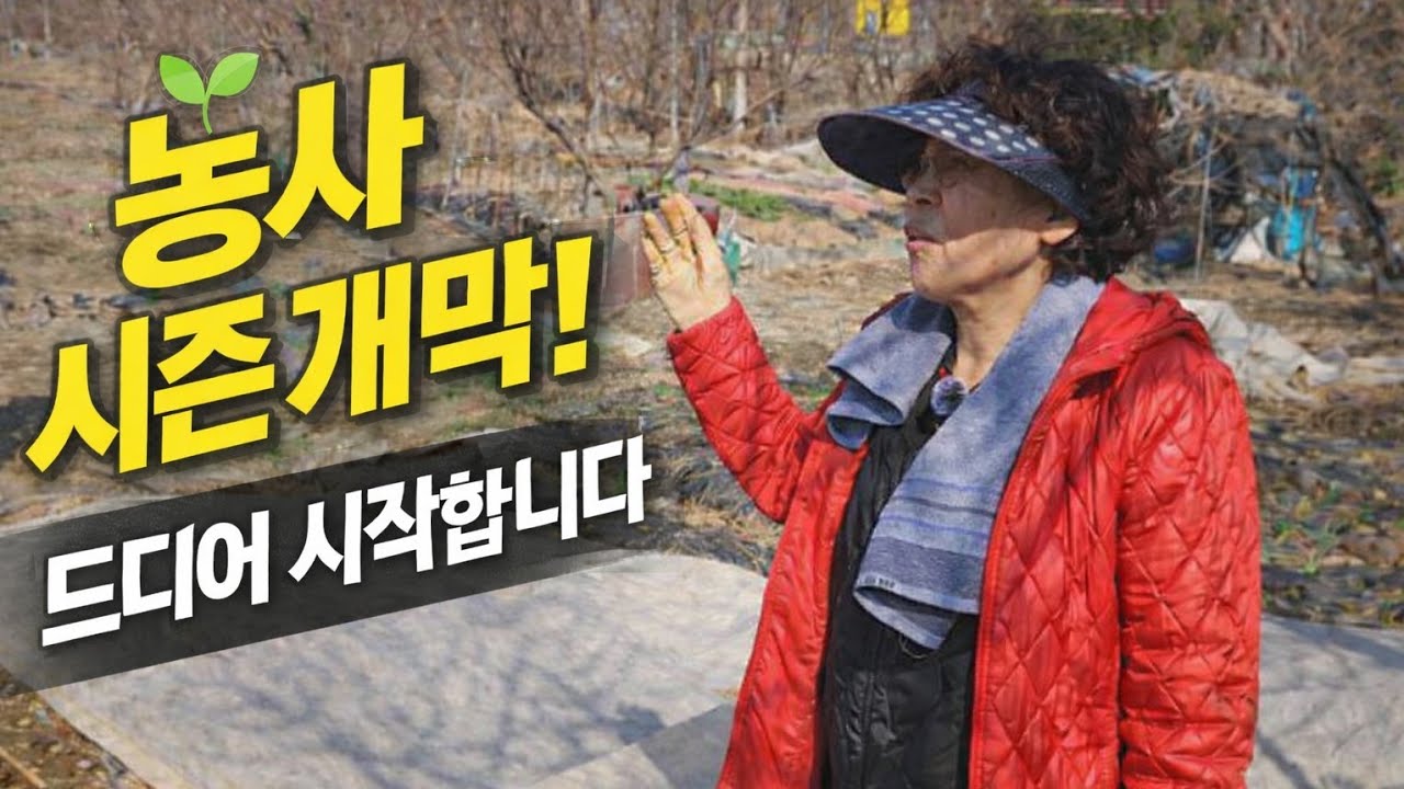70대 노부부가 취미 생활로 7년을 가꾼 주말 농장,시즌1 개막 합니다~!!!!(시금치 대박)