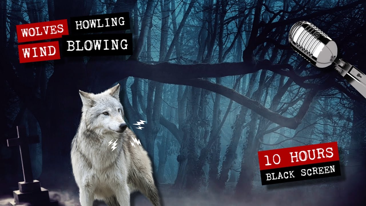 Night forest with the sound of wolves howling and wind blowing 🐺