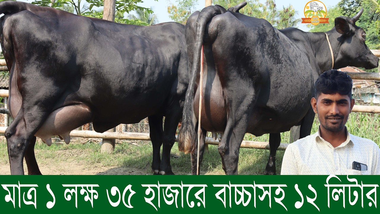 মাত্র ১ লক্ষ ৩৫ হাজারে বাচ্চাসহ ১২ লিটার গাভী । ১০ হাজার টাকাই বাঁকিতে গাভী ! ধামাকা ধামাকা অফার !