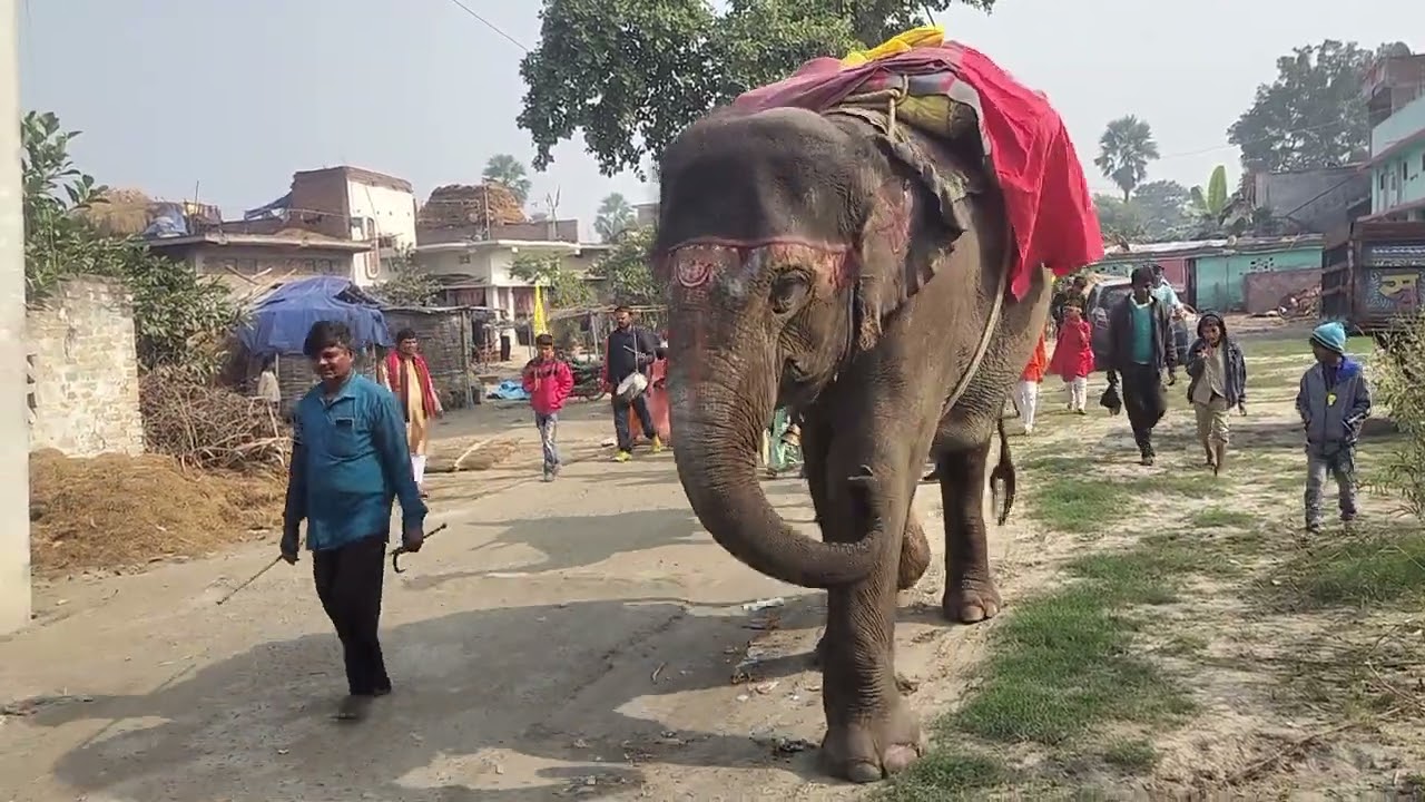 puja yatra  video#viralvideos