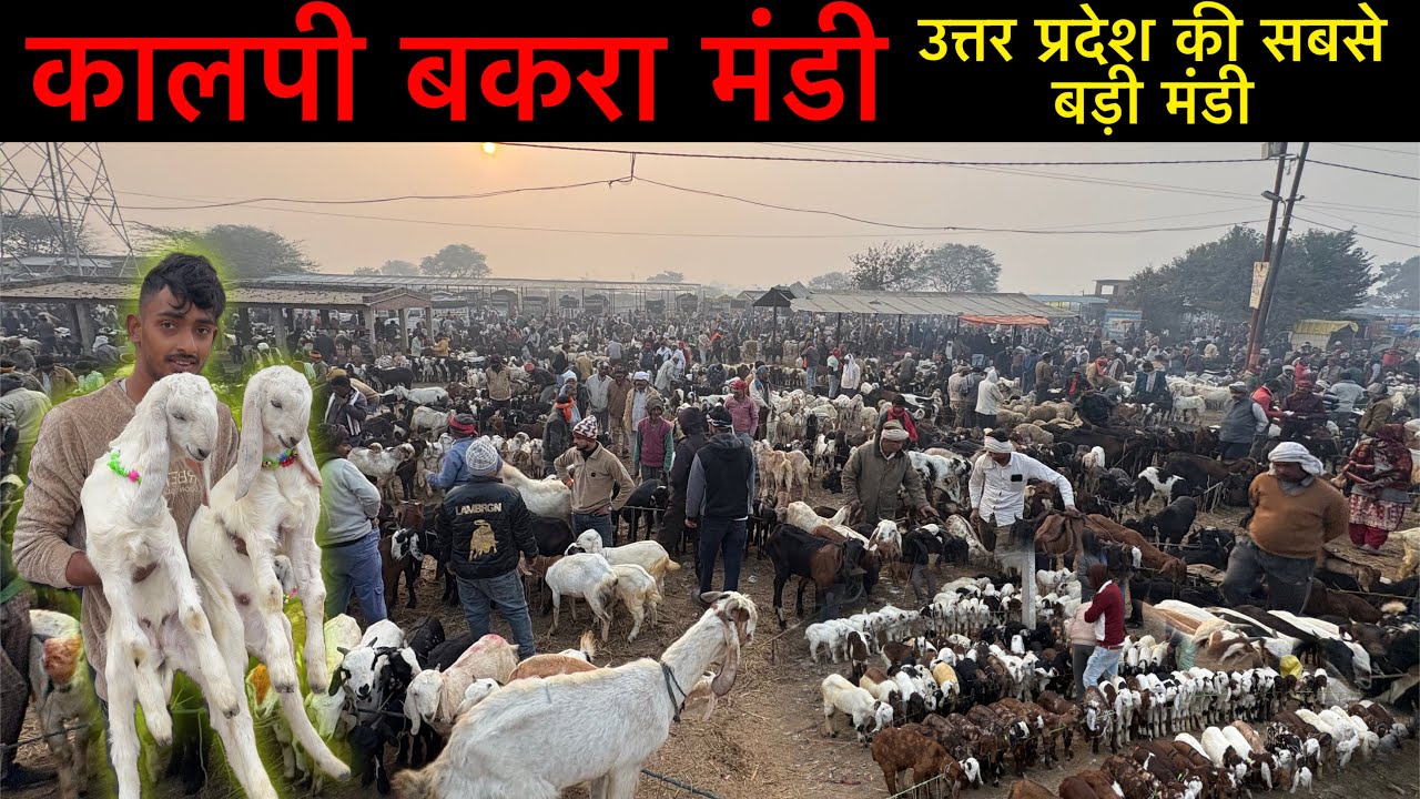 कालपी बकरा मंडी 17/02/26 आज का रेट बकरे,बकरियाँ,बच्चे,भेड़ Kalpi Goat Market today Blogger Journey