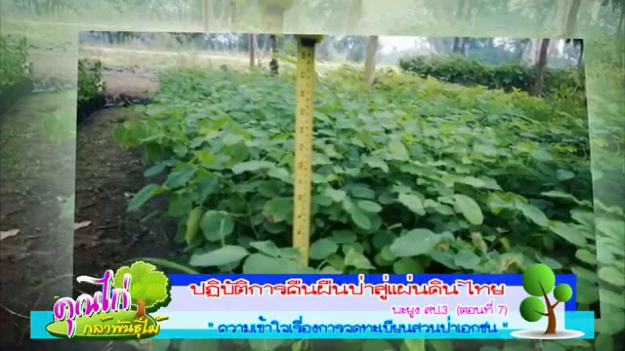 พะยูง สป.3 ตอนที่7