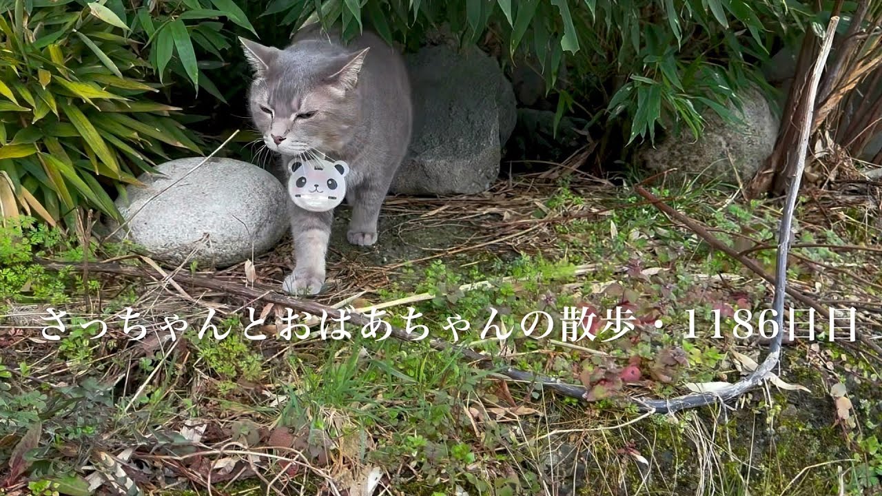 2026.3.19(木)《一日の記録》彼岸入りの朝..  自由に長い散歩を楽しんだ猫…【さっちゃんとおばあちゃんの散歩・1186日目】・・・