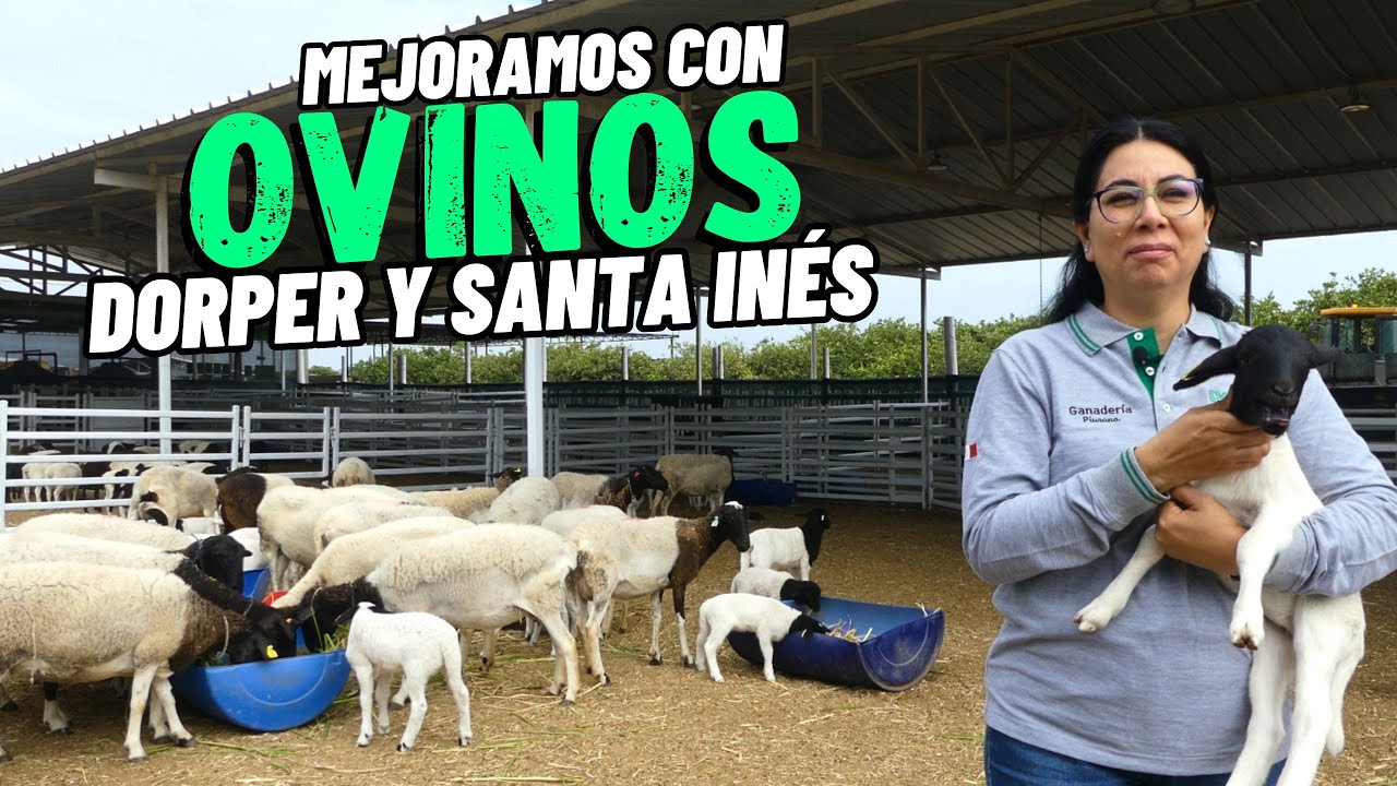 ¿Cómo mejorar tu rebaño con DORPER y SANTA INÉS? I Así, Ganadería 
