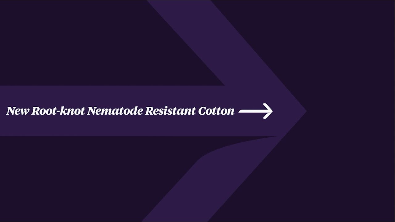 New Root Knot Nematode Resistant Cotton