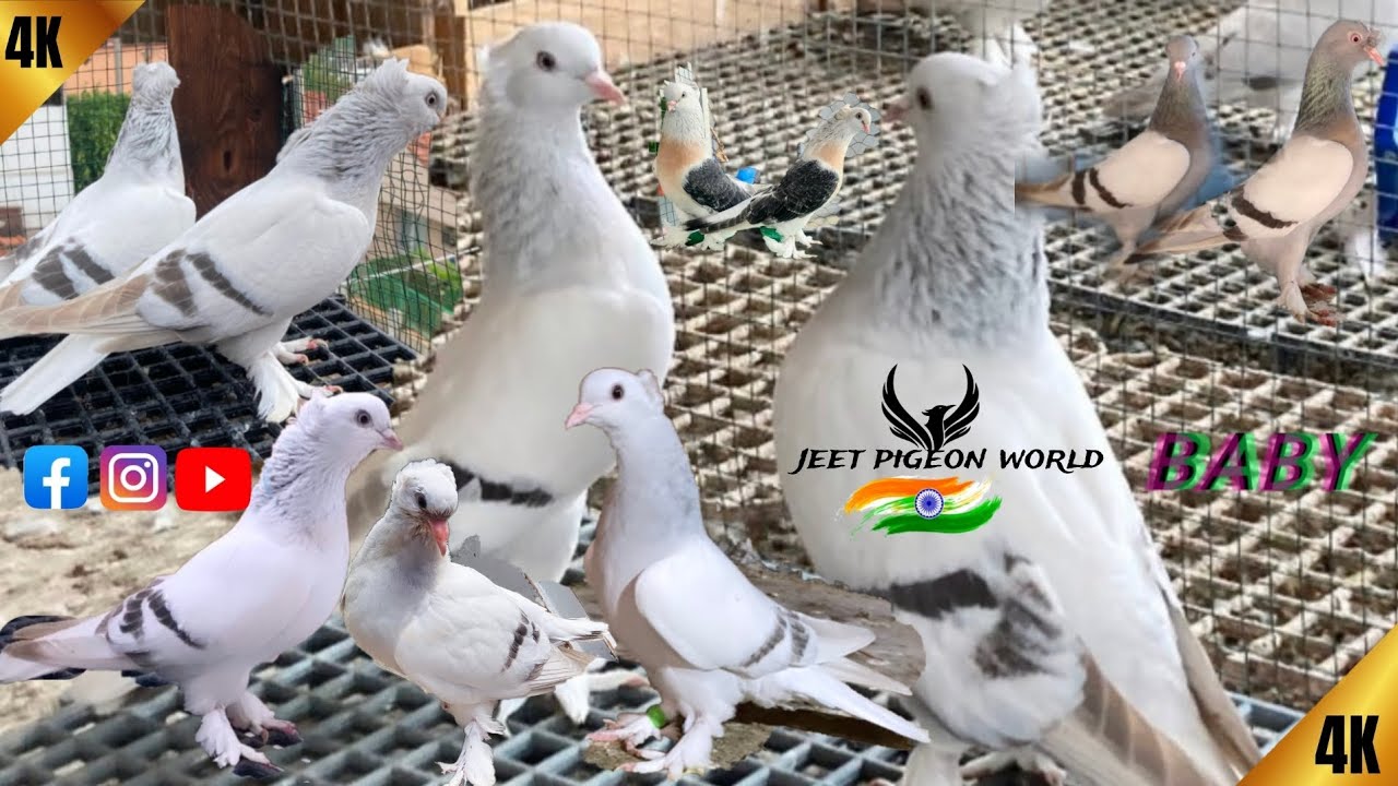 নতুন বেবির ভিডিও⚡flying💯Turkish tumbler pigeon price in india @JEET_PIGEON.BRAND_LOFT