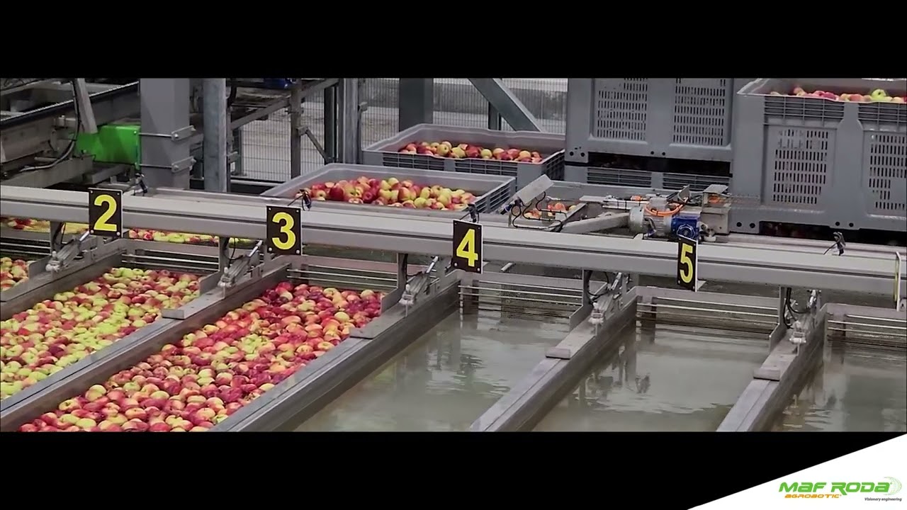 2023 - BELORTA (BELGIQUE) - Apple Presizing and Packing