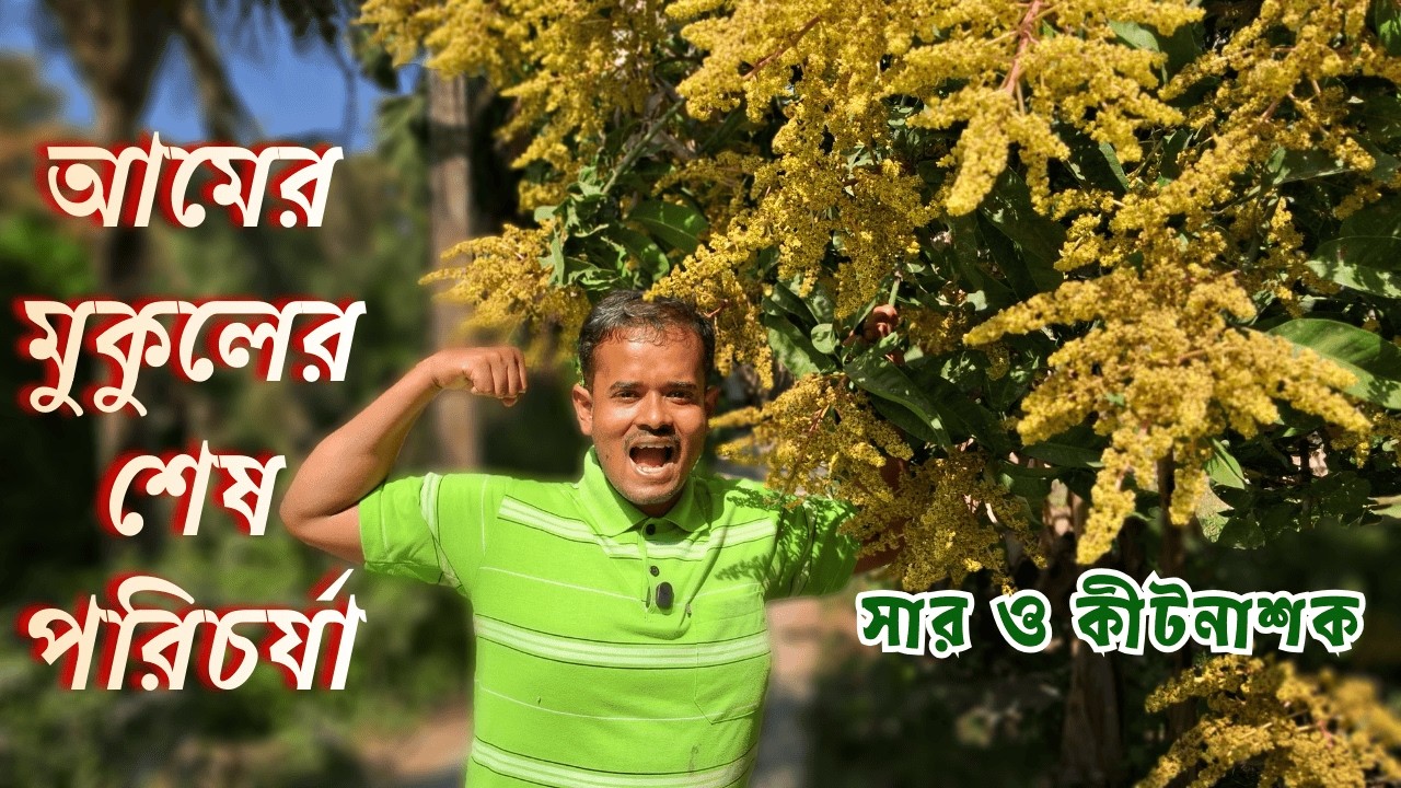 Amer Mukul Poricharcha | আমের মুকুল সঠিক পরিচর্যা |  এই ২টির বেশি কীটনাশক স্প্রে করবেন না