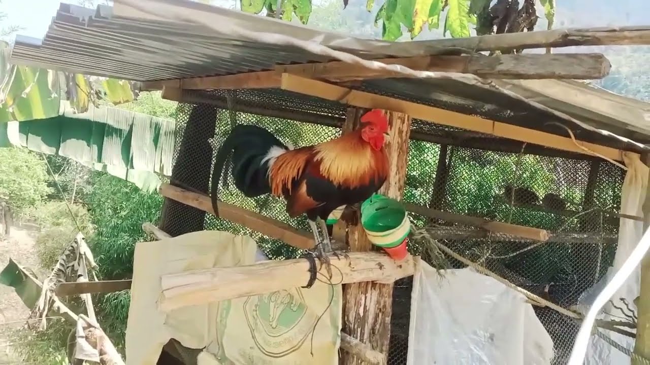 15/02/2026 Qaib Dib Qua Zoo2.......Tiag 2026