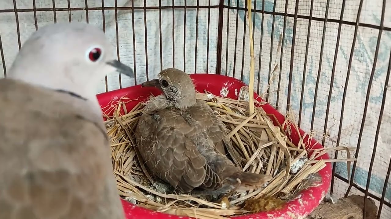ঘুঘুর বাচ্চার রঙ খেলা 😍😁 My doves aviary Update.#spotteddove #turtledoves  #birdslover