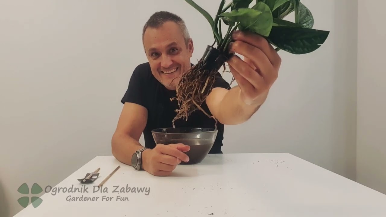 36. Monstera Karstenianum z Biedronki nie może dobrze rosnąć! Dowiedz się dlaczego?