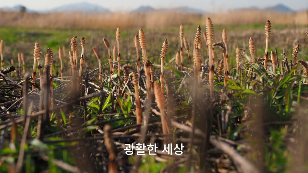 풀잎의 고요 _ 변종환 / 시가 노래가 될 때(Poetry Song) # Lyric Poetry  # 힐링 음악