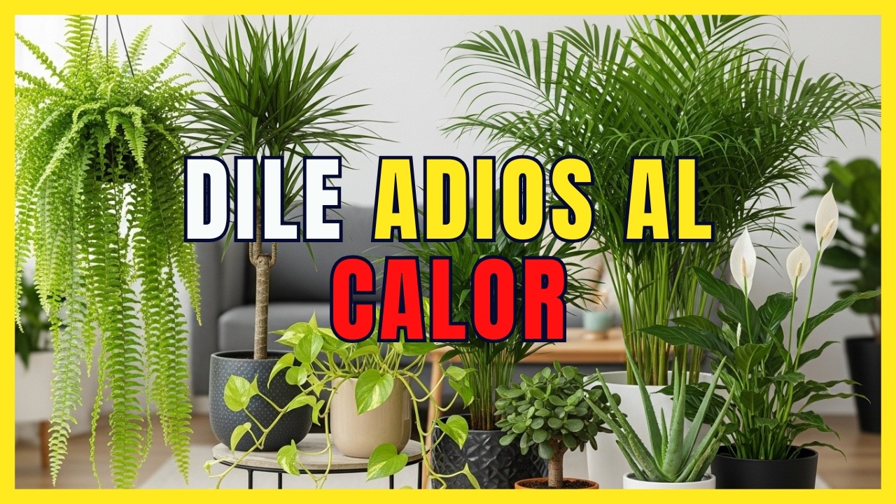 7 plantas que absorben el calor y que no deben faltar en tu casa