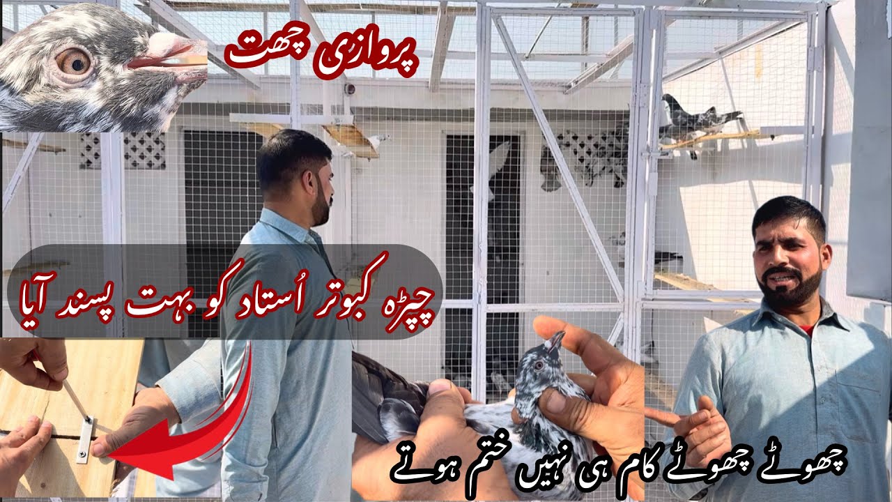 Parwazi chat