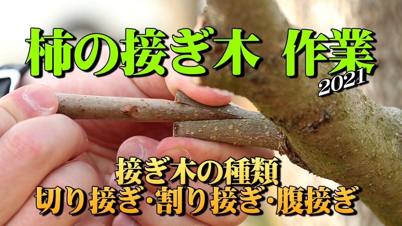 柿の接ぎ木（つぎ木）作業（切り接ぎ・割り接ぎ・腹接ぎ） 2021