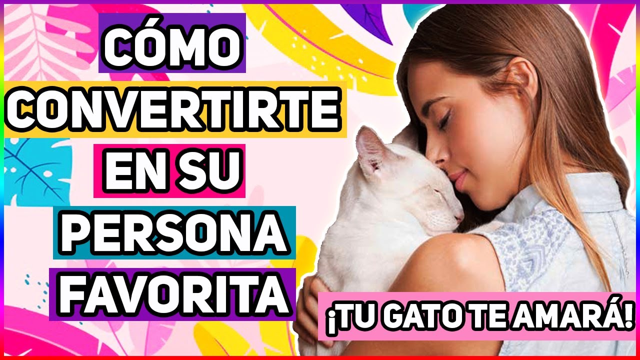 Conviértete En La Persona Favorita De Tu Gato (7 Métodos Efectivos) - SiamCatChannel