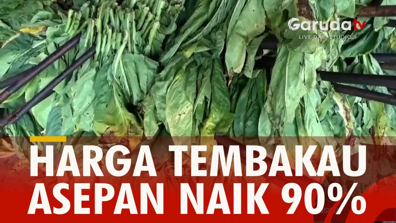 Harga tembakau Asepan Naik 90%