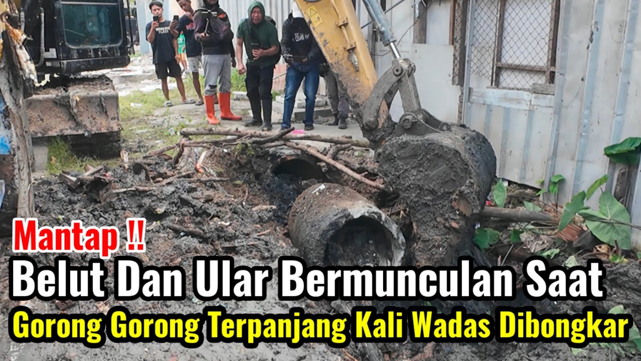 Mantap‼️Belut Dan Ular Bermunculan Saat Gorong Gorong Terpanjang Kali Mati Wadas Di Bongkar