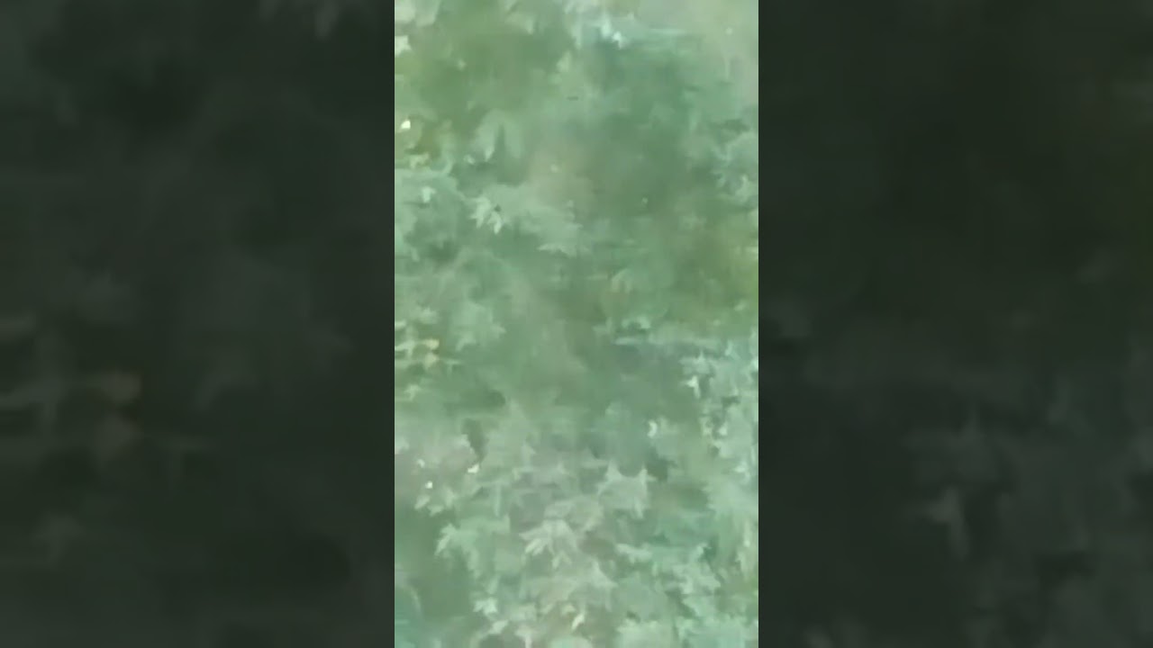 FANGFACE THE BIGFOOT IN THE BUSH 