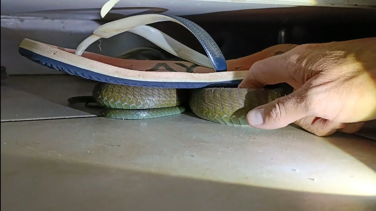 Highly venomous African Tree Snake inside a bedroom!!!