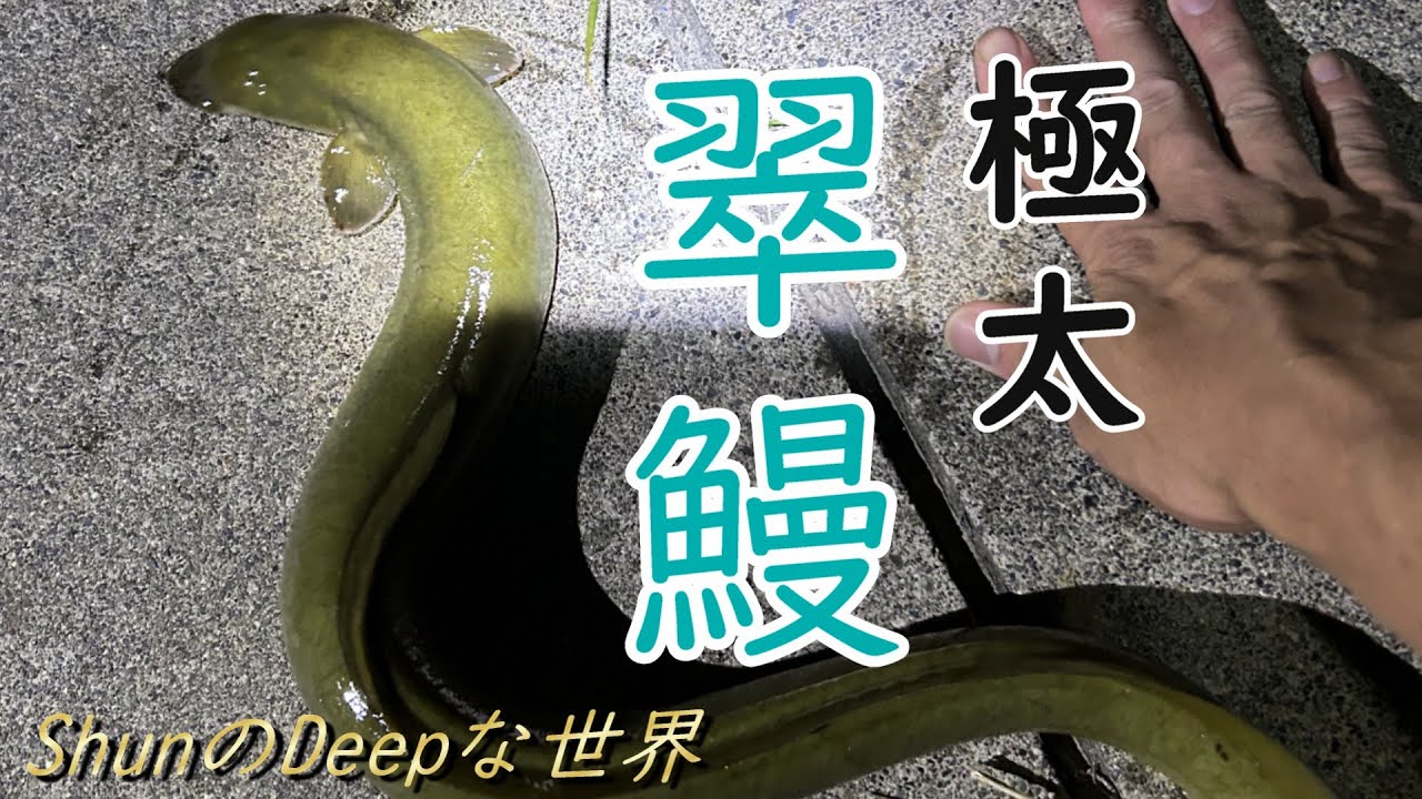 【うなぎ釣り】夏休み　翠色したでっかいうなぎ獲れたよ！