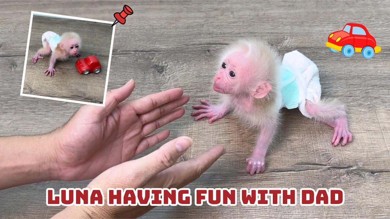 Adorable moment as baby monkey Luna and dad play with a toy car