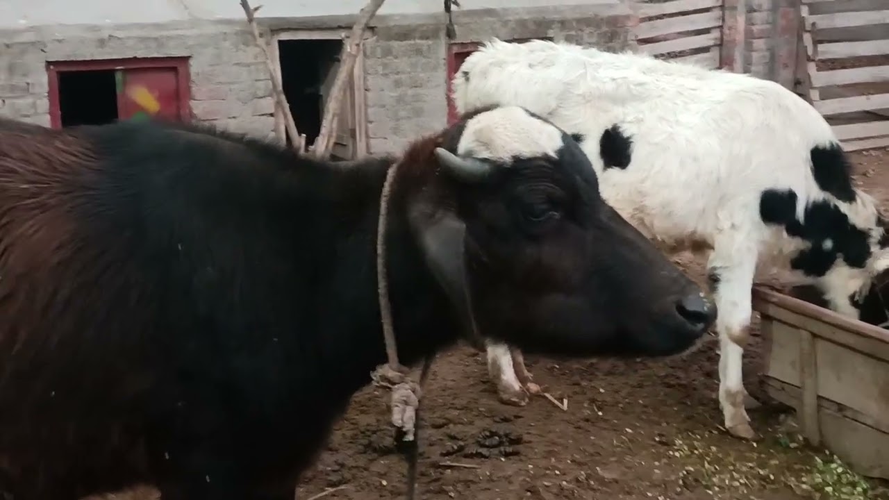 🐄😂 