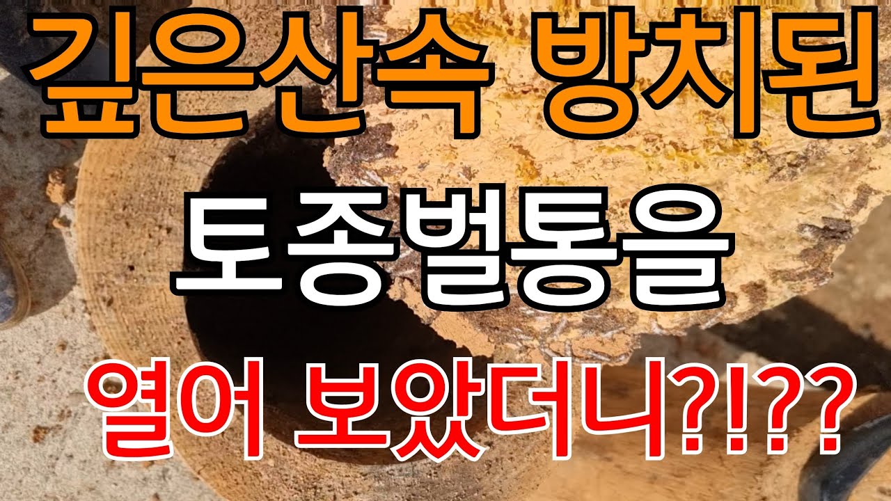 토종벌 깊은 산속에서 1년만에 내려 왔는데?