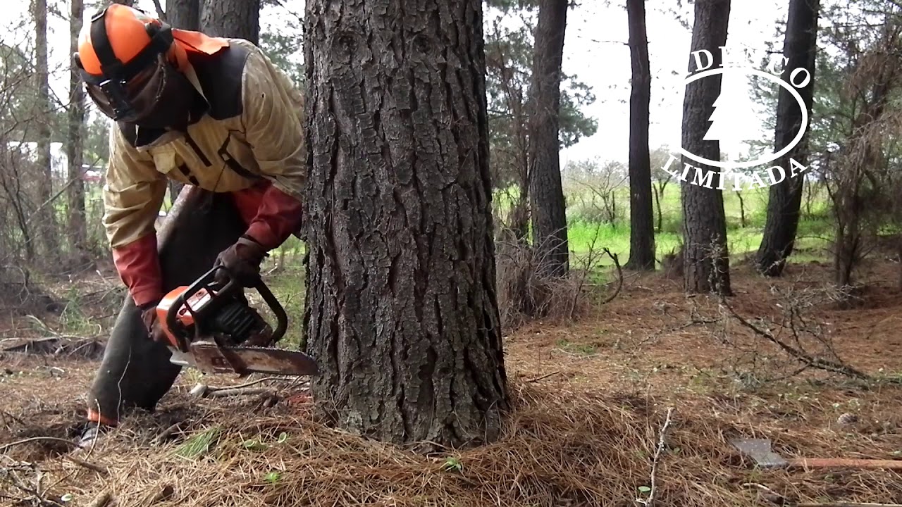 Volteo Tradicional con Motosierrista - Pidenco