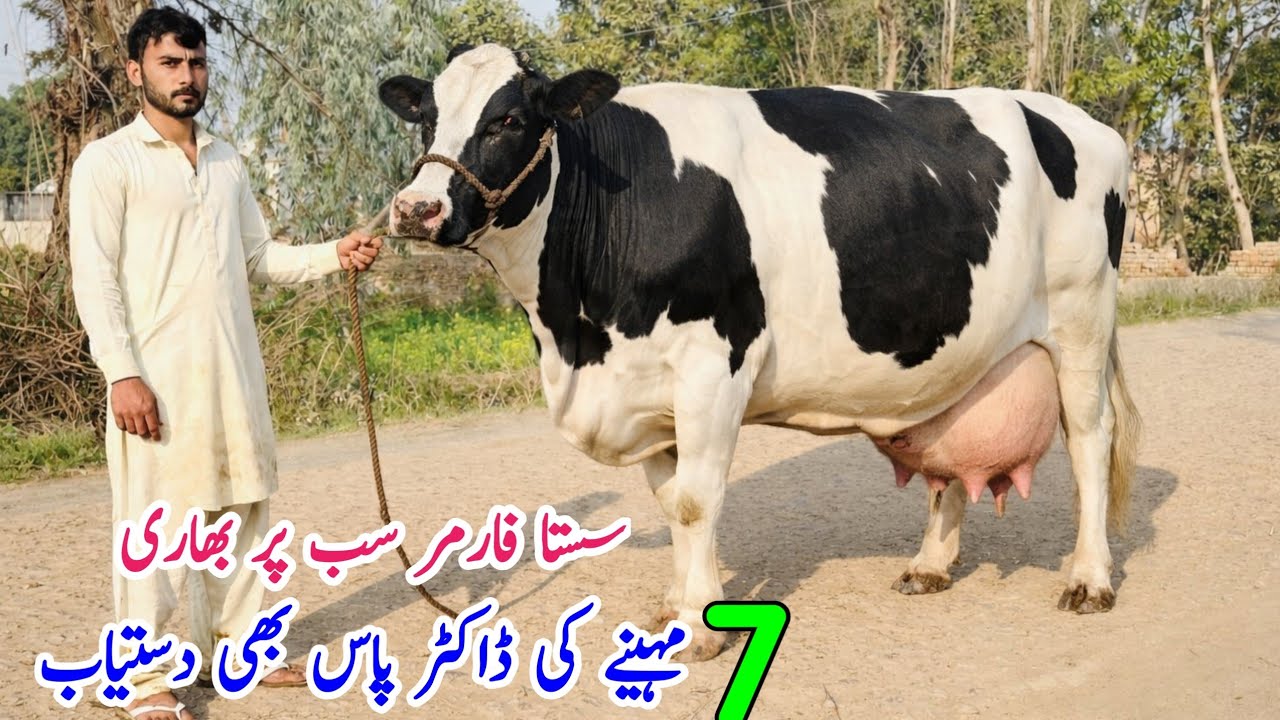 Rehman Dairy Farm | cross in jersey Friesian Cross Cows | bismillah best 