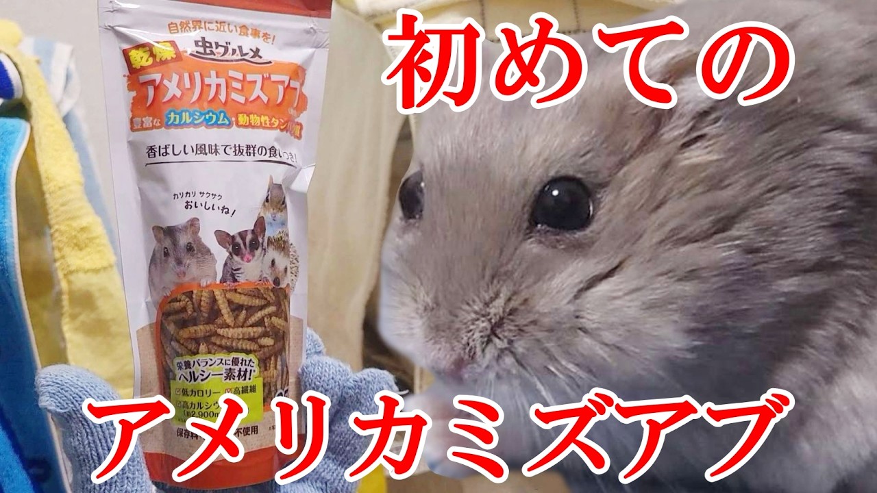 ハムスターに初めてアメリカミズアブの幼虫を与えてみたらまさかの展開に…