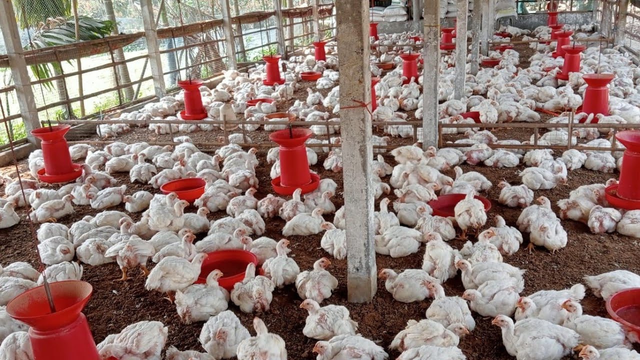 Welcome 🌹 Shiva.Poultry is live!