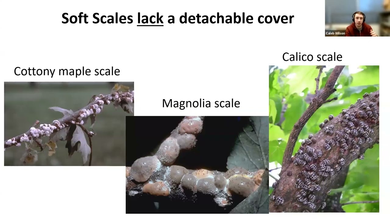 Increasing biological control of soft-scale insects by excluding ants from trees. Tree Fund Webinar