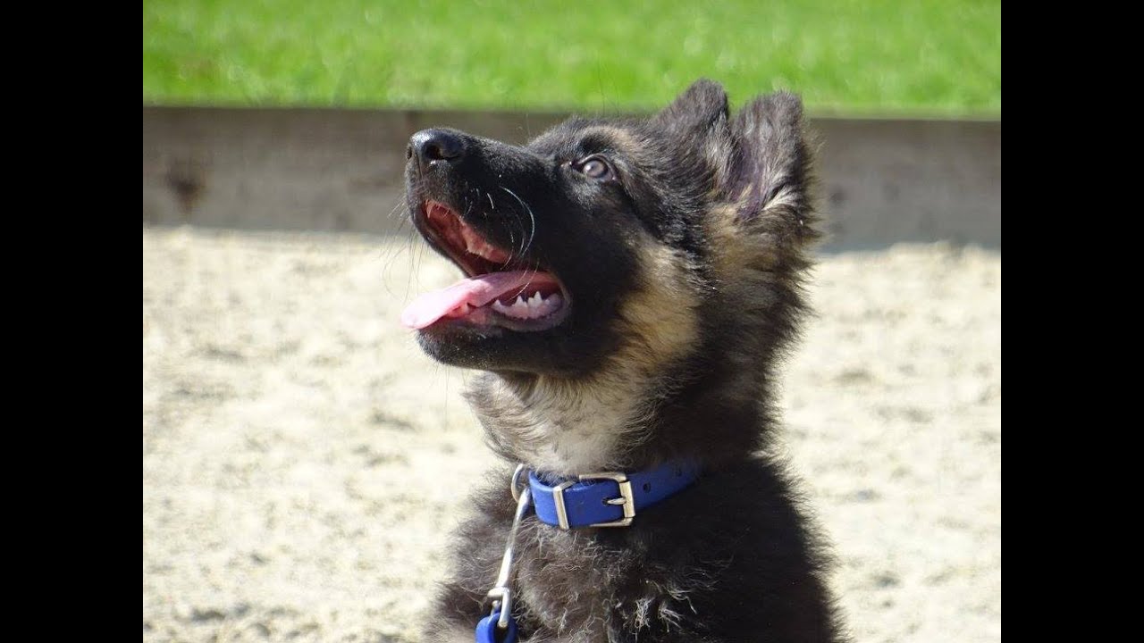 Fletch - German Shepherd Puppy - 2 Week Residential Dog Training at Adolescent Dogs