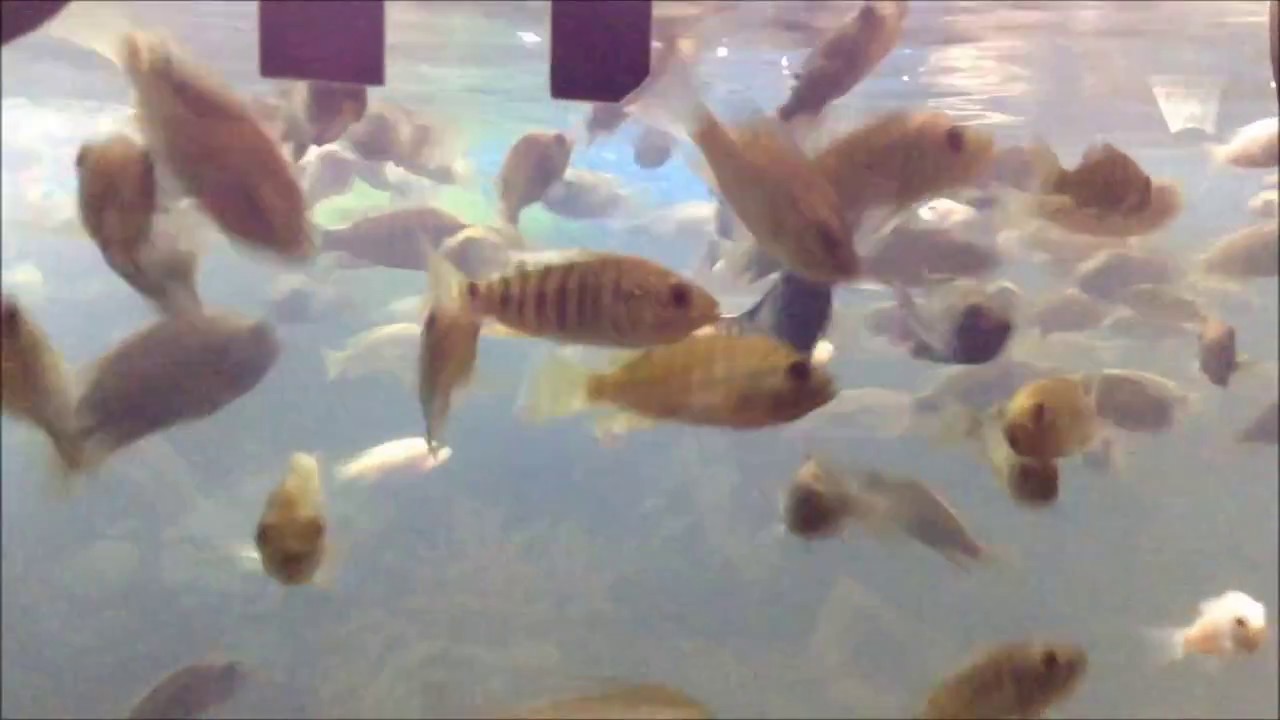 Doctor Fish, massage fish at Siem Reap