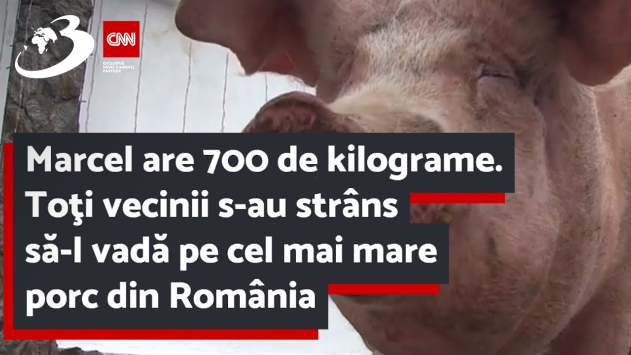 Marcel are 700 de kilograme. Toţi vecinii s-au str&acirc;ns să-l vadă pe cel mai mare porc din Rom&acirc;nia