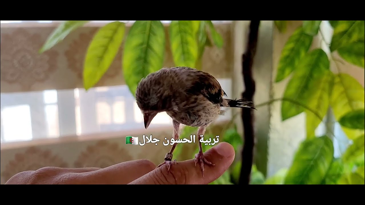 ترويض فراخ الحسون والأغذية الصحية المنصوح بها من خلطات طبيعية بعد المنتوج الإصطناعي