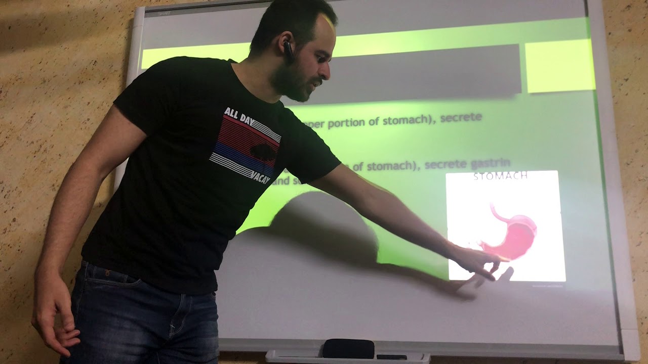 Physiology 4, The stomach