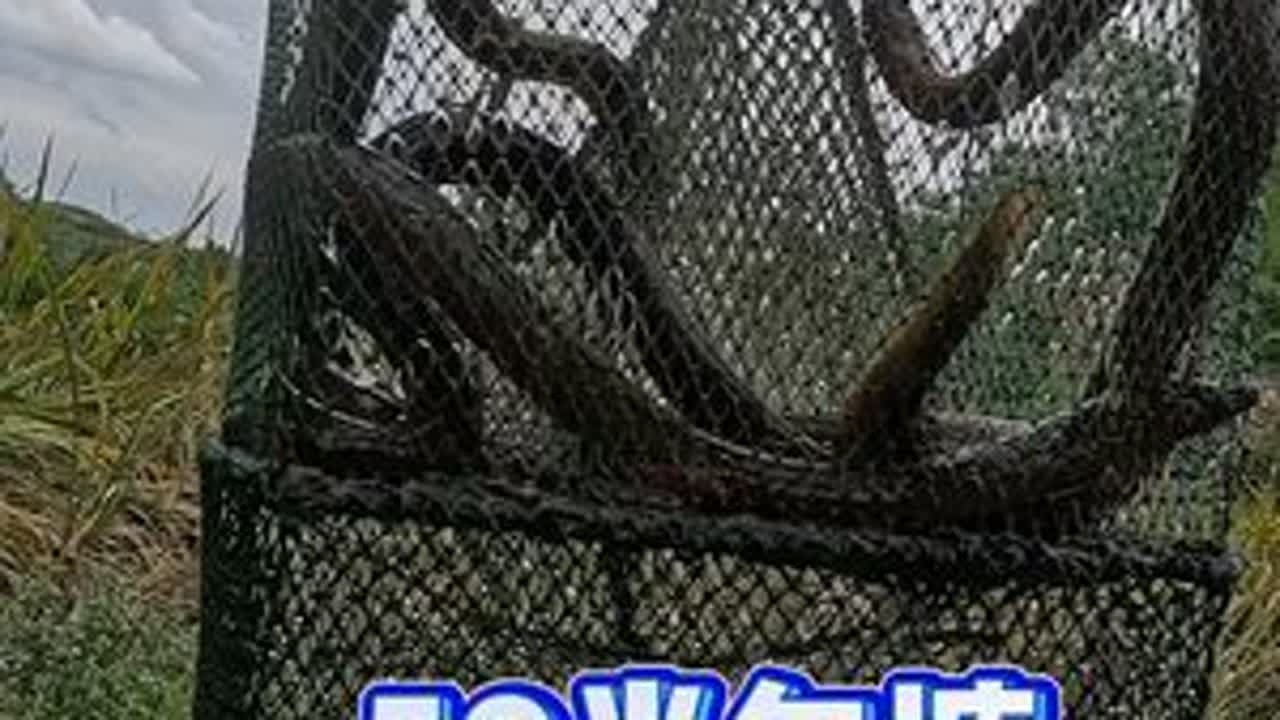 第一次包人家鱼塘，能赚米吗？ #真实户外 #黄鳝