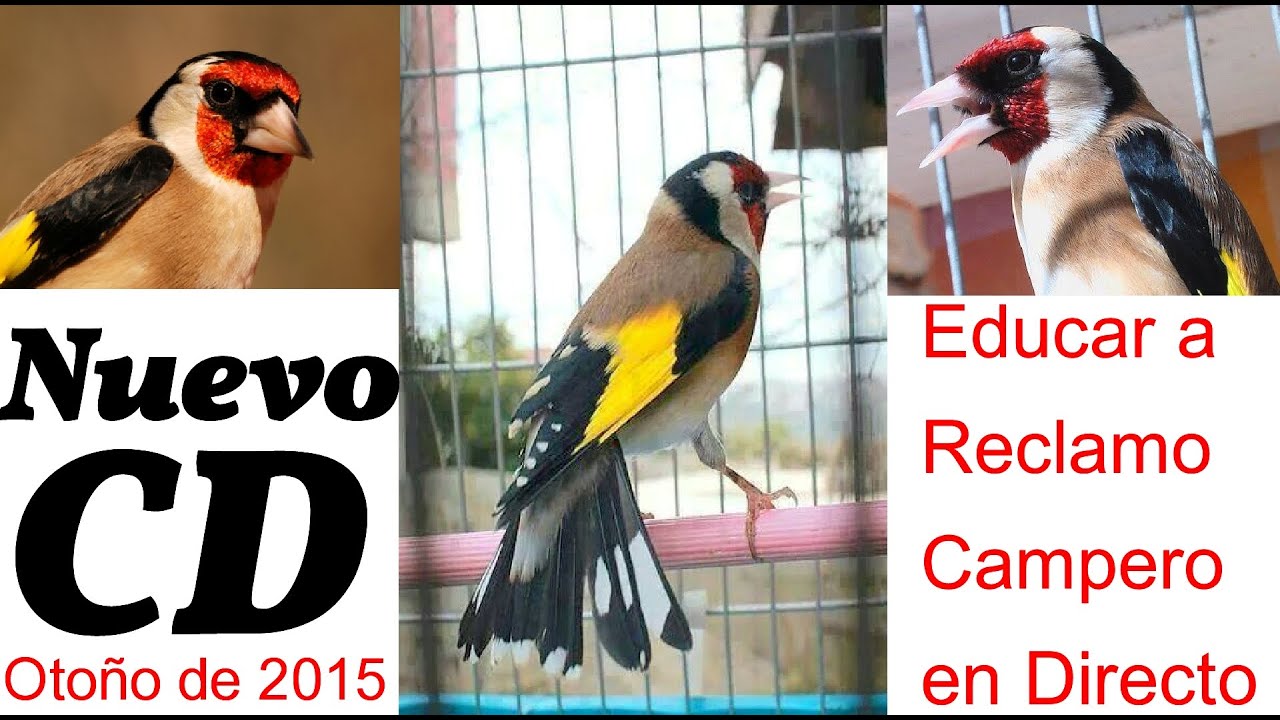 CD Jilguero reclamo campero para educar capturas otoñales (Audio y Video en directo)