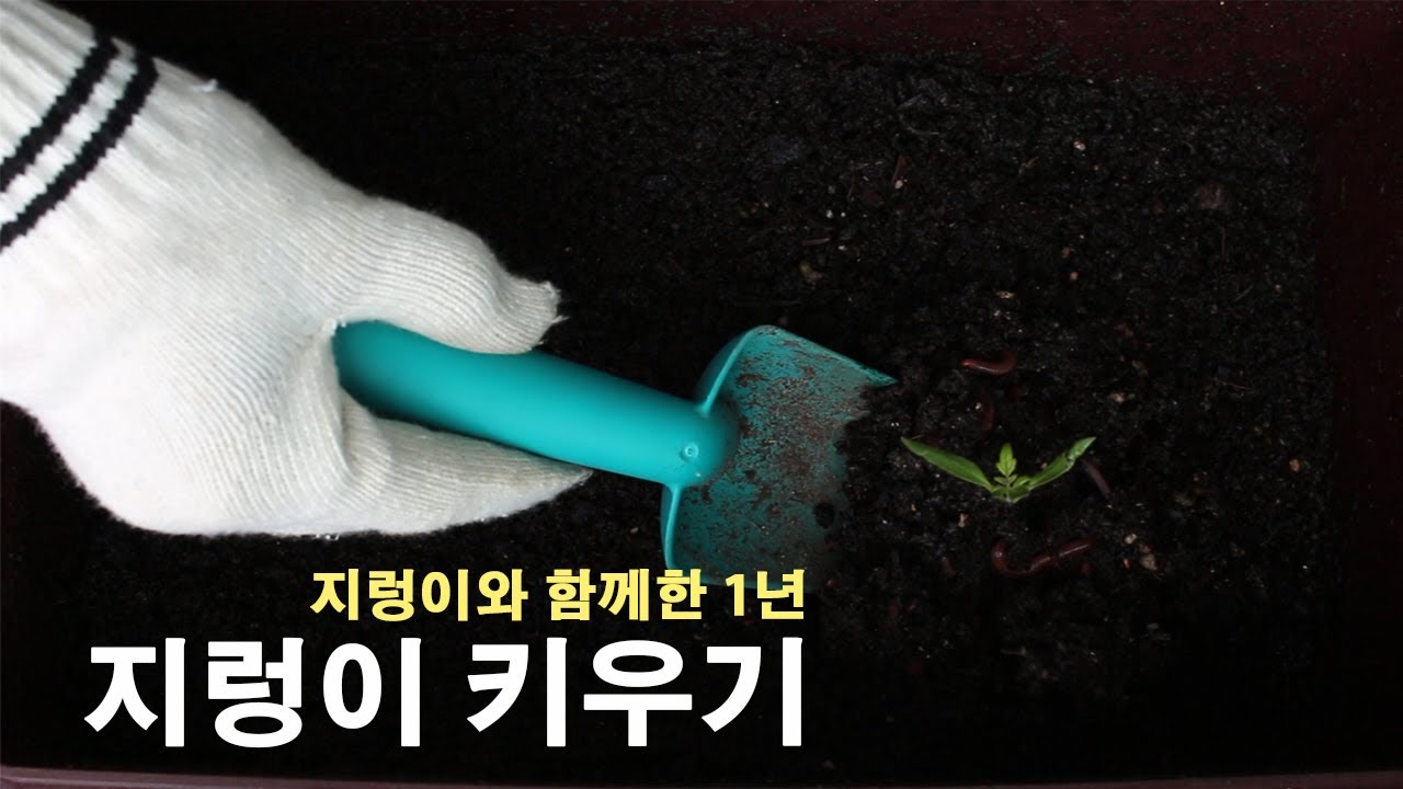 지렁이와 함께 한지 1년이 되었어요.│지렁이 키우기 │1년 후│집장장👩‍🌾