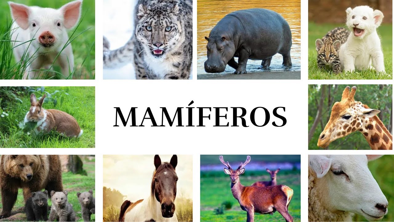 ANIMAIS MAM&Iacute;FEROS