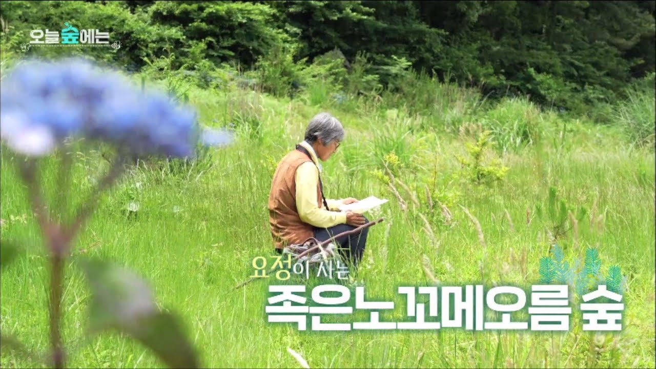 오늘 숲에는 [족은노꼬메오름 숲] KBS제주 240702방송