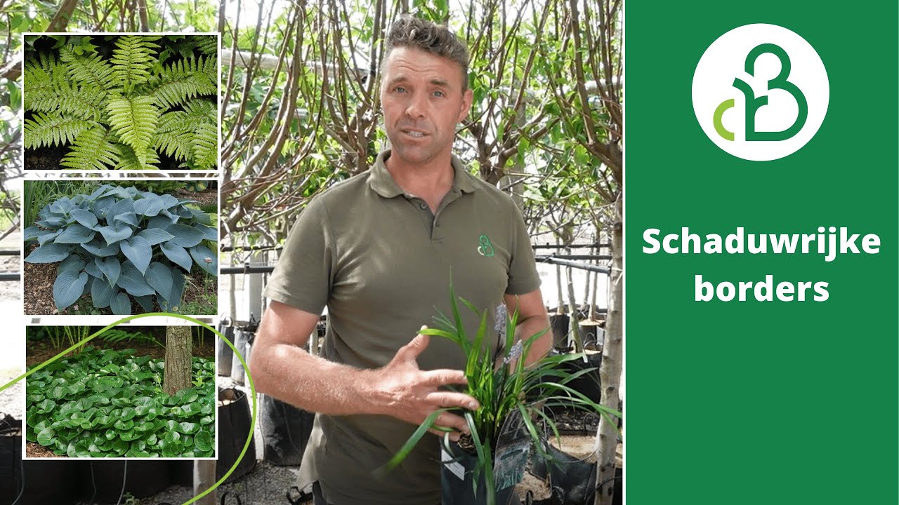 Tips voor een schaduwrijke border | Groencentrum de Batterijen