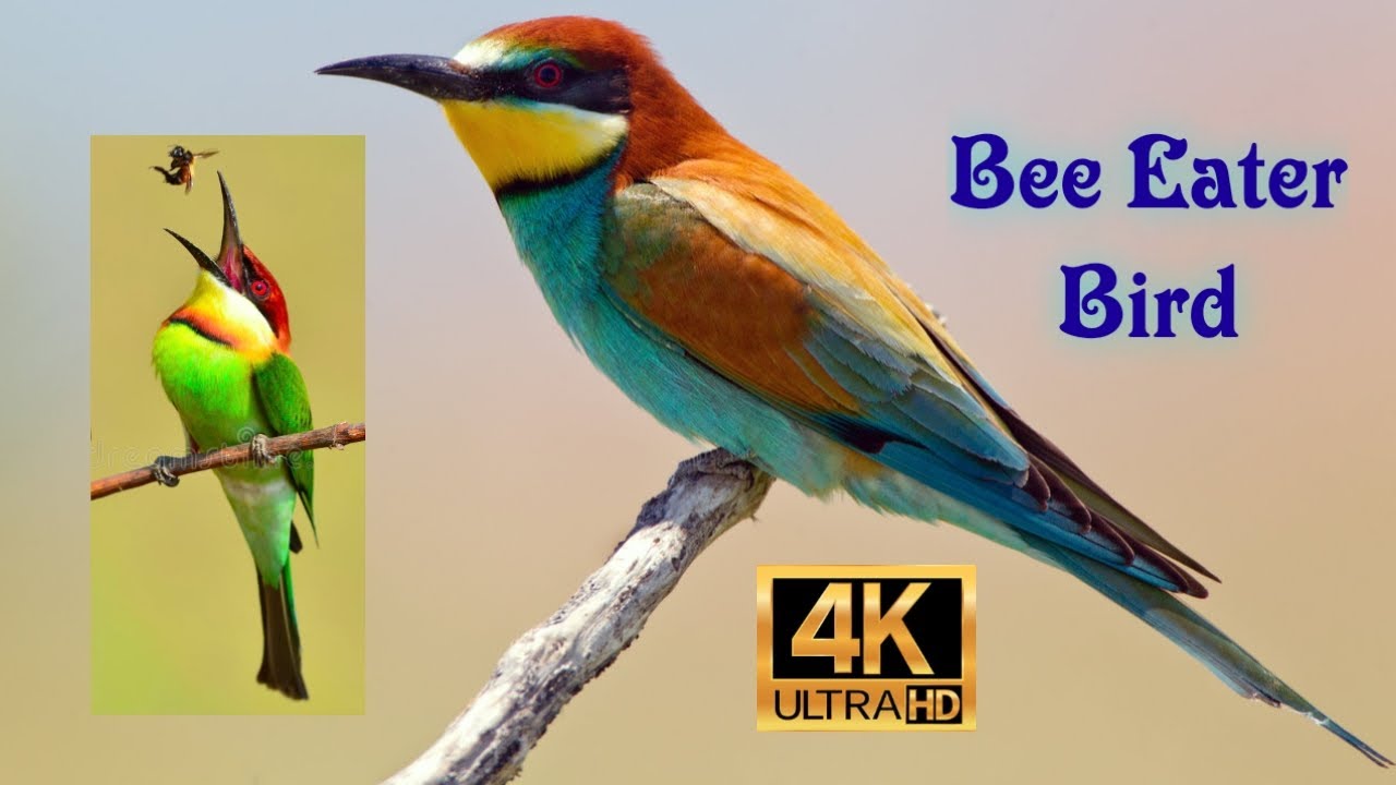 Bee Eater | The Life of a Bee Eater | Real Angry Birds 4K