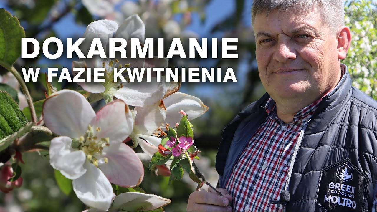 Kwitnący Gloster - Dokarmianie w czasie kwitnienia - Zbyszek Marek