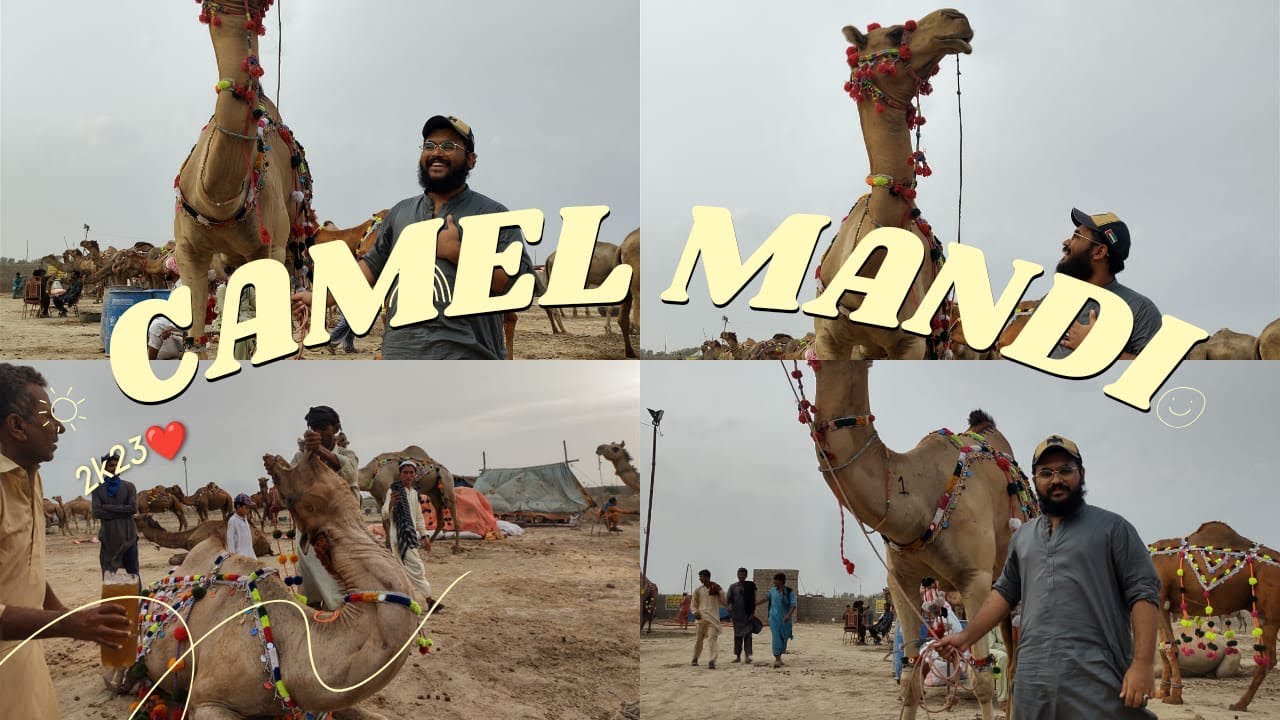 Camel mandi | RATES UPDATES | nothern by pass mandi🐪🐫 | 16-06-2023|