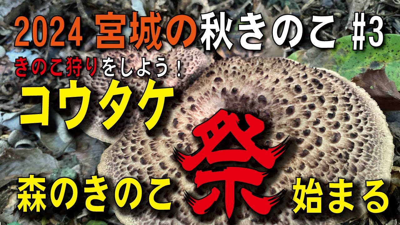 親子熊の森は、ハイリスクハイリターン？秋のきのこ祭り始まる！#コウタケ　#サクラシメジ　#ウラベニホテイシメジ　#ナラタケ　#マスタケ  #きのこ狩り
